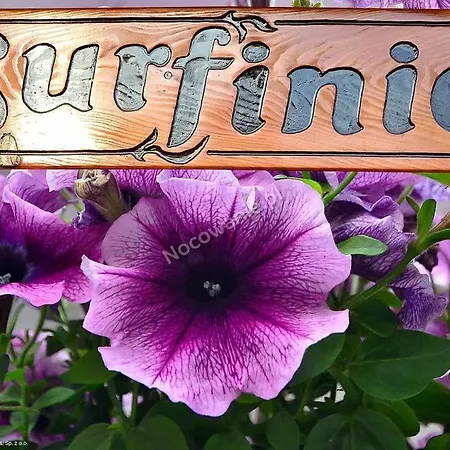 Gościnne Surfinia Kwatera prywatna