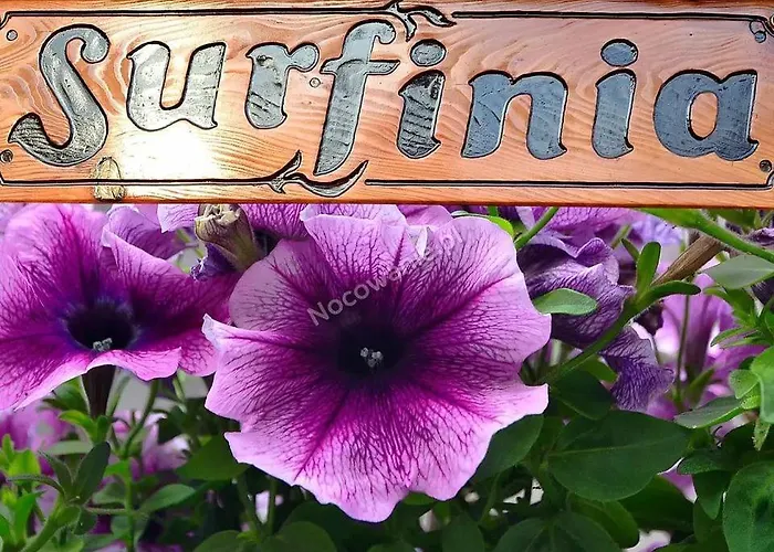 Goscinne Surfinia בית אירוח